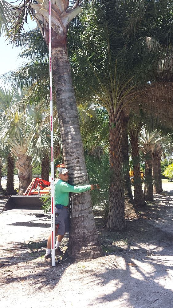 bismarckia-nobilis-silver-bismarck-palm