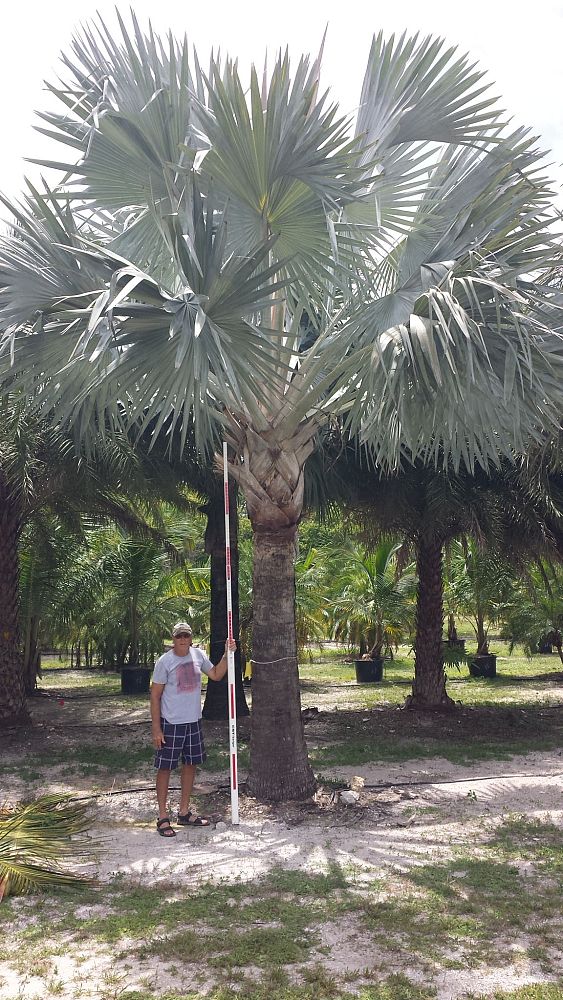 bismarckia-nobilis-silver-bismarck-palm