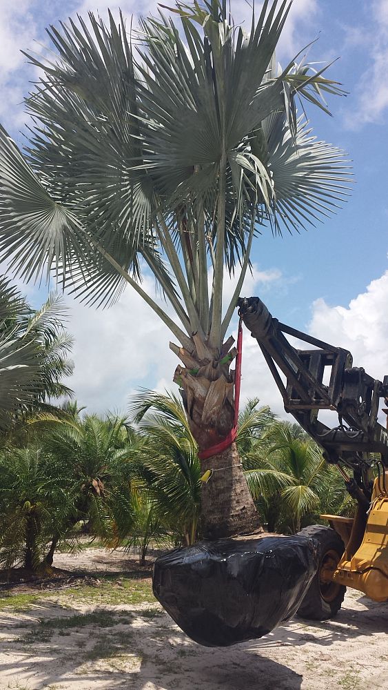 bismarckia-nobilis-silver-bismarck-palm