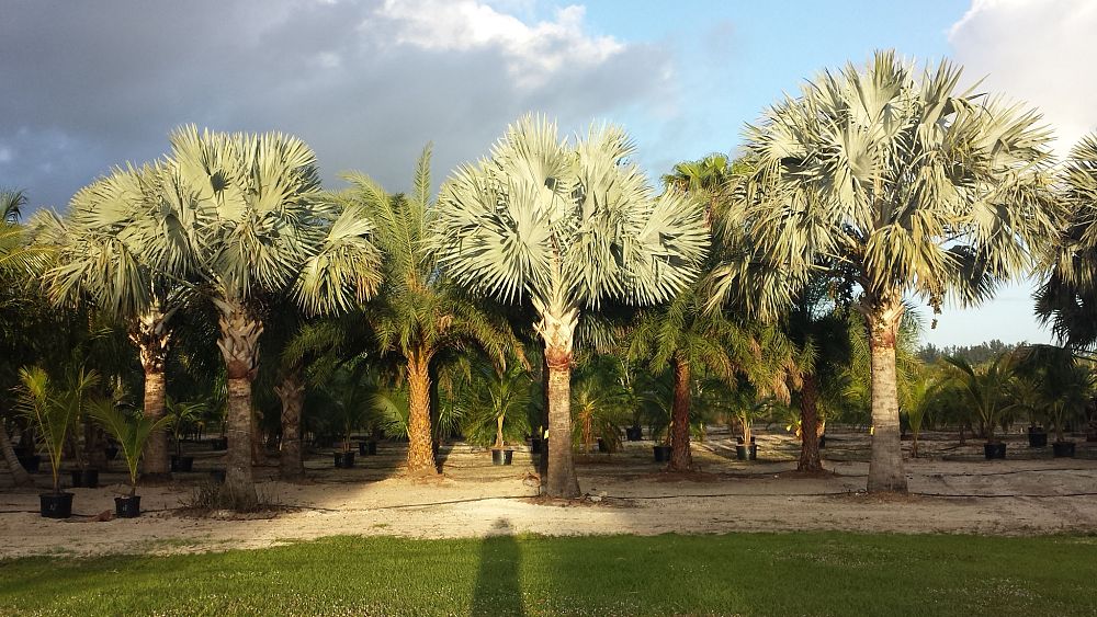 bismarckia-nobilis-silver-bismarck-palm
