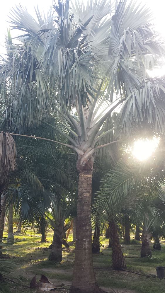 bismarckia-nobilis-silver-bismarck-palm
