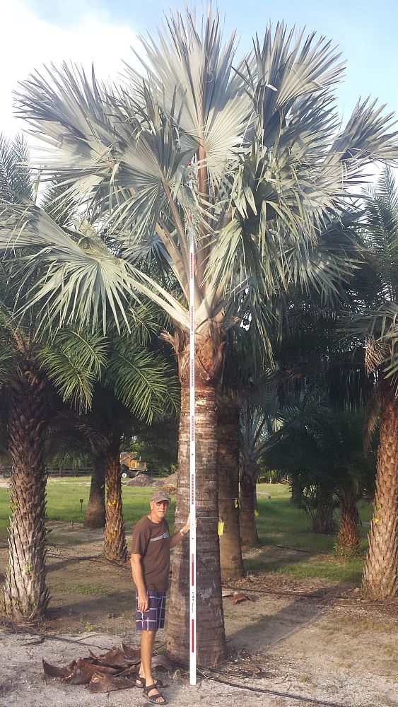 bismarckia-nobilis-silver-bismarck-palm