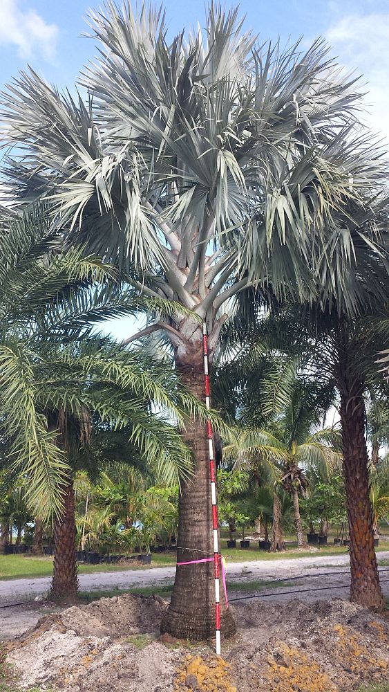 bismarckia-nobilis-silver-bismarck-palm
