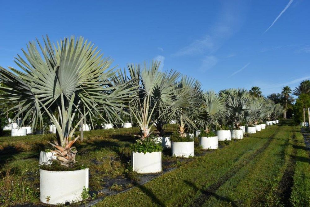 bismarckia-nobilis-silver-bismarck-palm