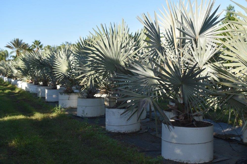 bismarckia-nobilis-silver-bismarck-palm