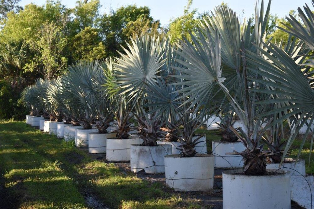 bismarckia-nobilis-silver-bismarck-palm