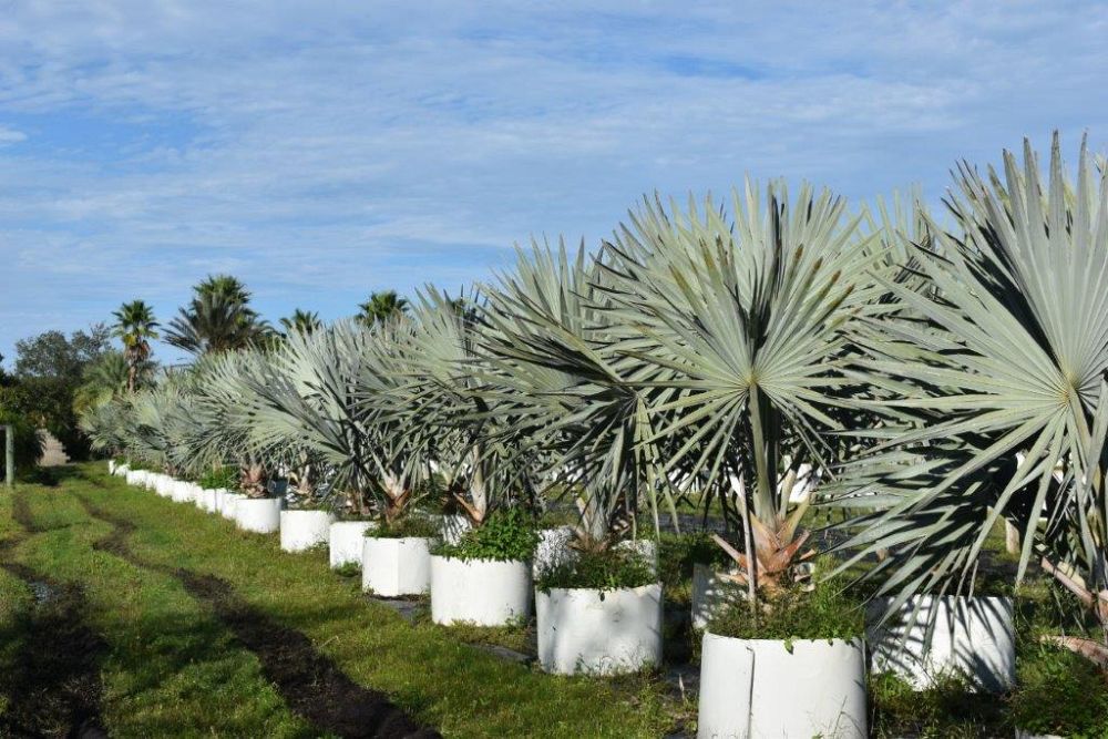 bismarckia-nobilis-silver-bismarck-palm