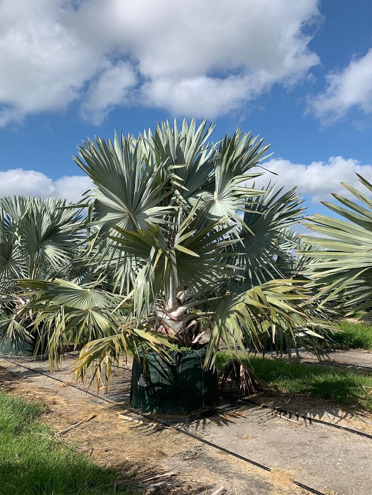 bismarckia-nobilis-silver-bismarck-palm