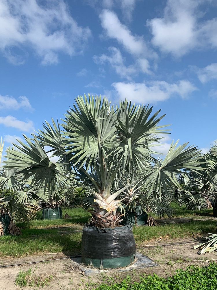 bismarckia-nobilis-silver-bismarck-palm