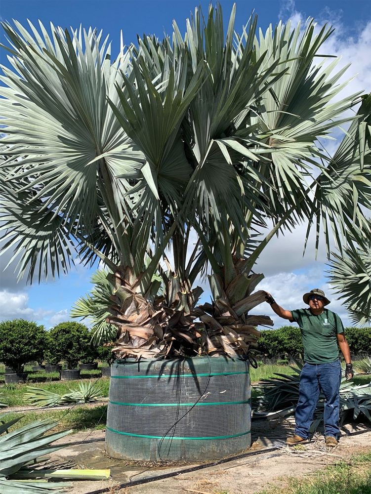 bismarckia-nobilis-silver-bismarck-palm