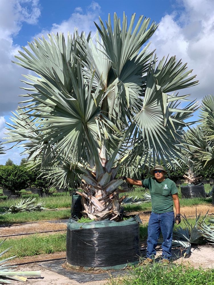 bismarckia-nobilis-silver-bismarck-palm