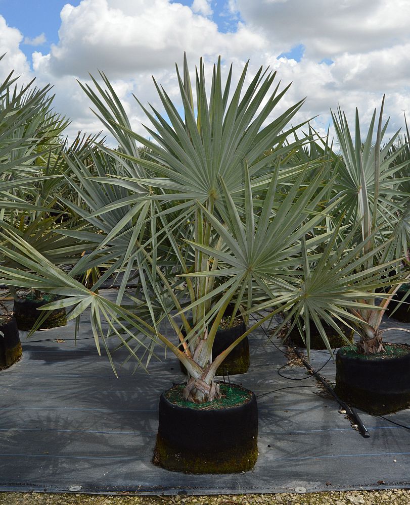 bismarckia-nobilis-silver-bismarck-palm