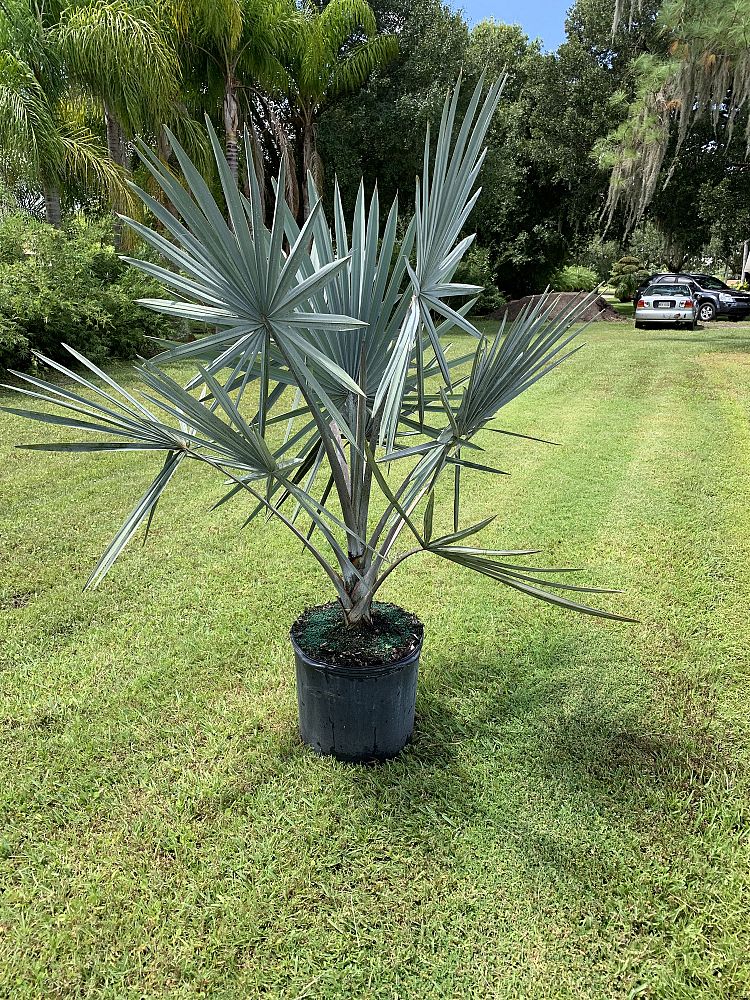 bismarckia-nobilis-silver-bismarck-palm