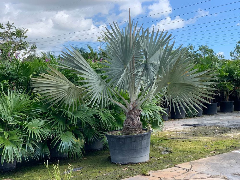 bismarckia-nobilis-silver-bismarck-palm