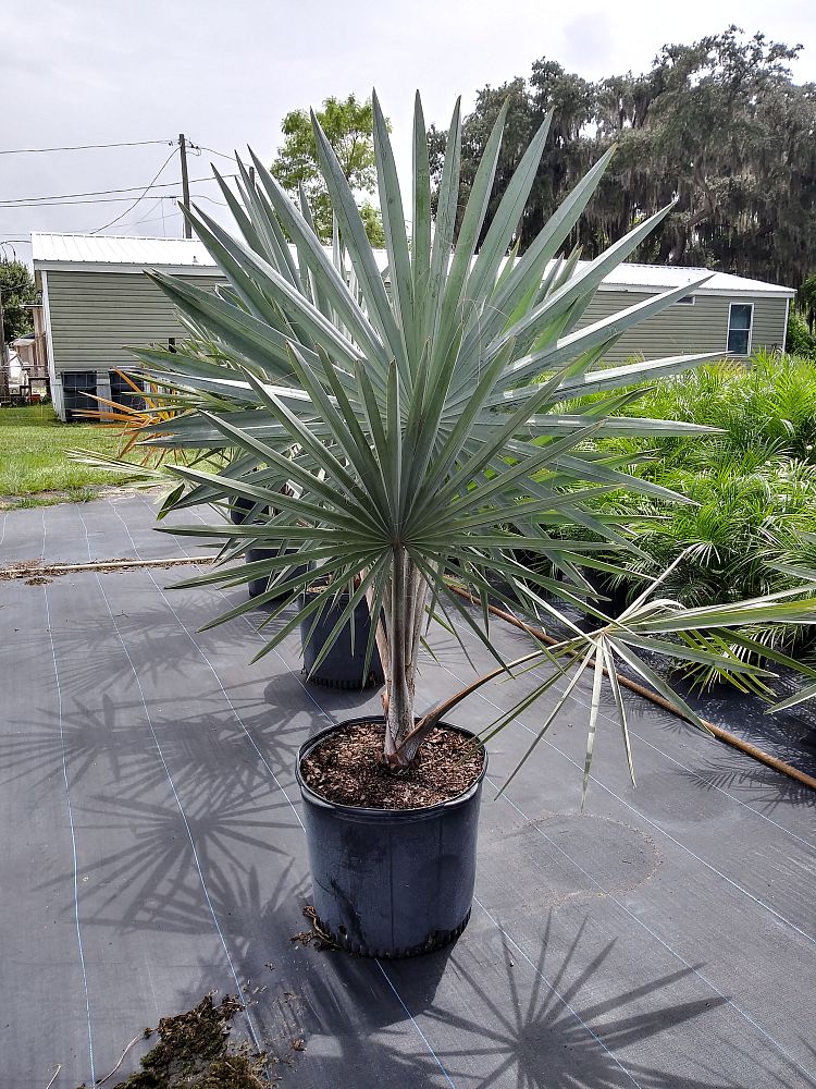 bismarckia-nobilis-silver-bismarck-palm