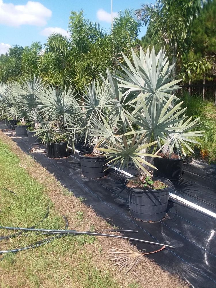 bismarckia-nobilis-silver-bismarck-palm