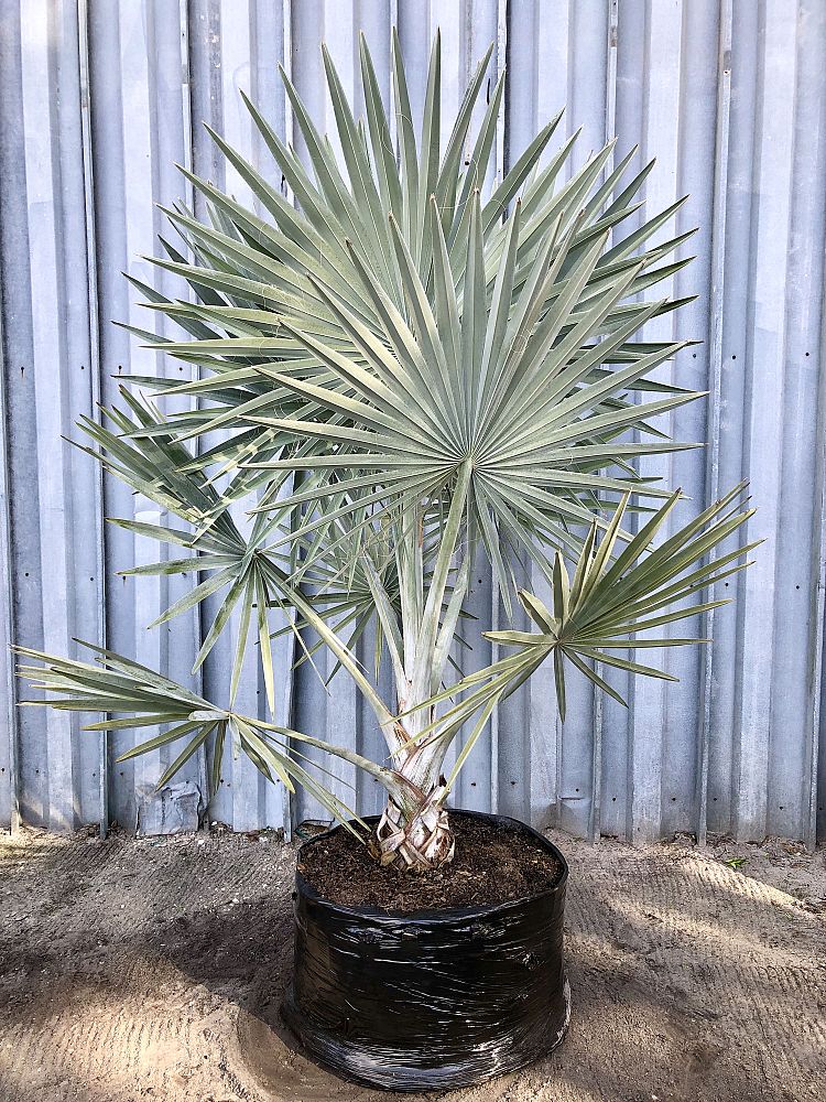 bismarckia-nobilis-silver-bismarck-palm