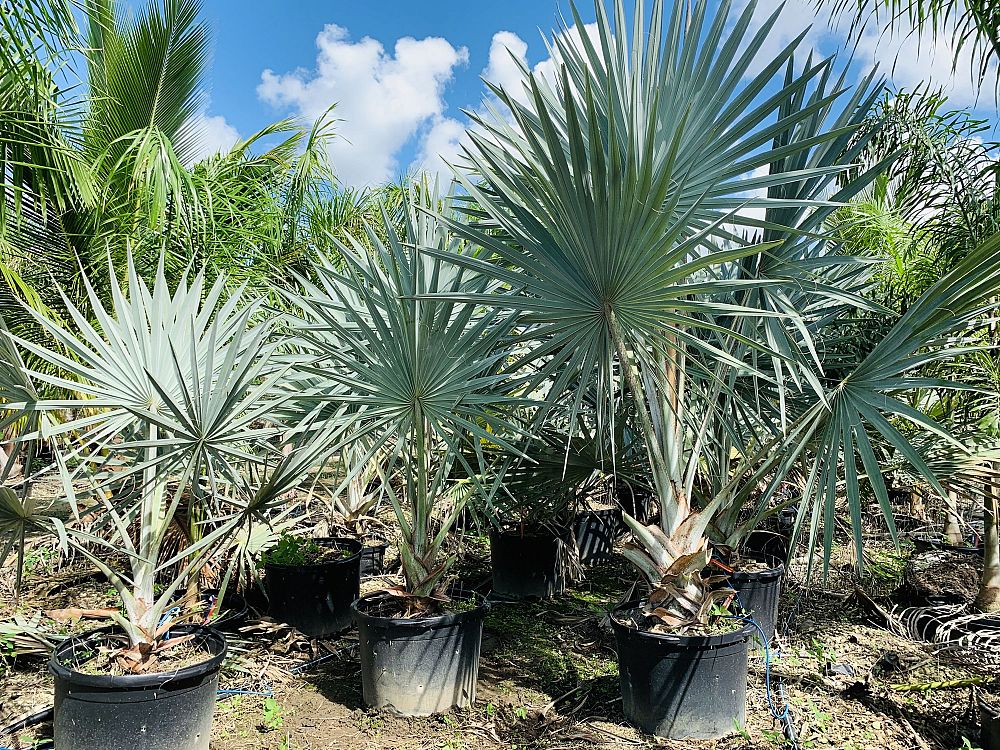 bismarckia-nobilis-silver-bismarck-palm