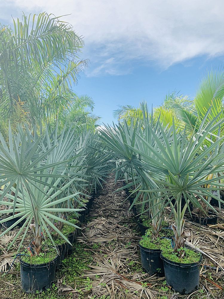 bismarckia-nobilis-silver-bismarck-palm