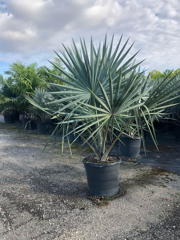 bismarckia-nobilis-silver-bismarck-palm