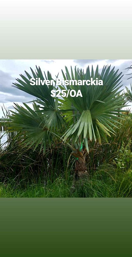 bismarckia-nobilis-silver-bismarck-palm