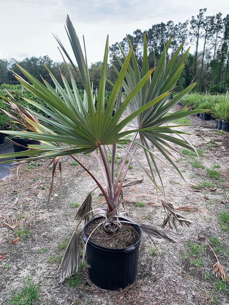 bismarckia-nobilis-silver-bismarck-palm
