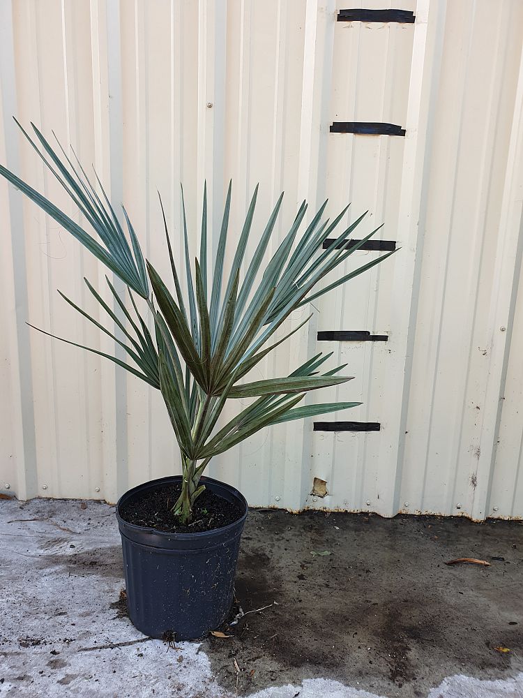 bismarckia-nobilis-silver-bismarck-palm