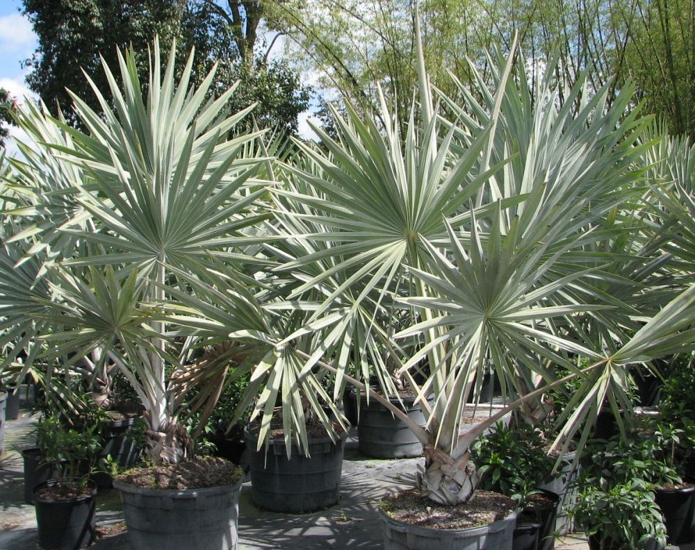 bismarckia-nobilis-silver-bismarck-palm