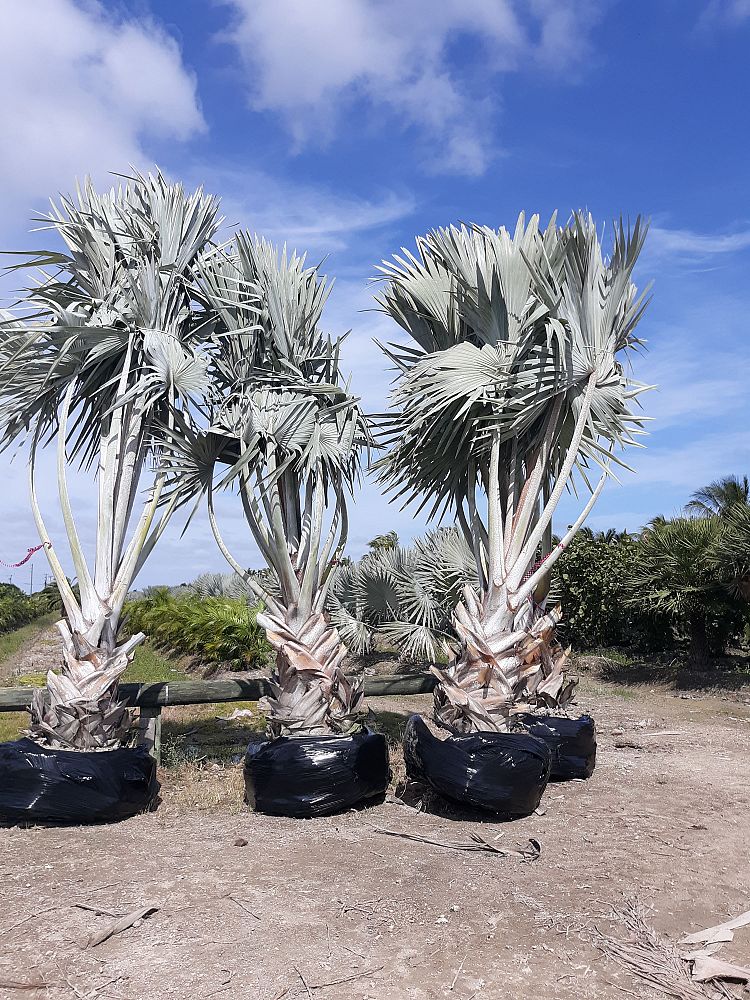 bismarckia-nobilis-silver-bismarck-palm