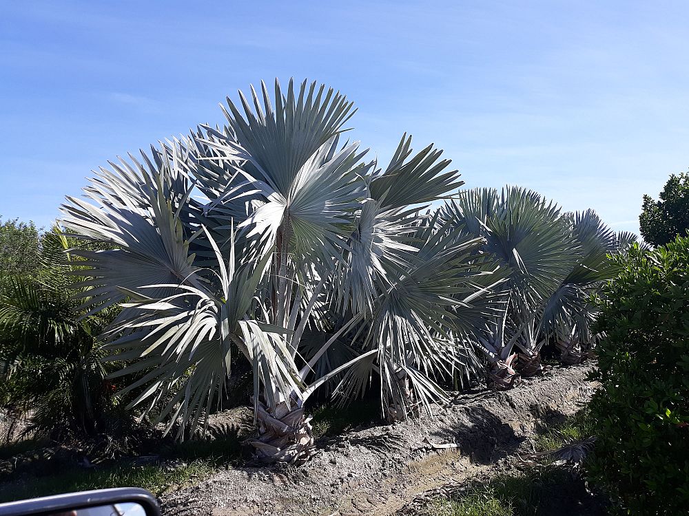 bismarckia-nobilis-silver-bismarck-palm