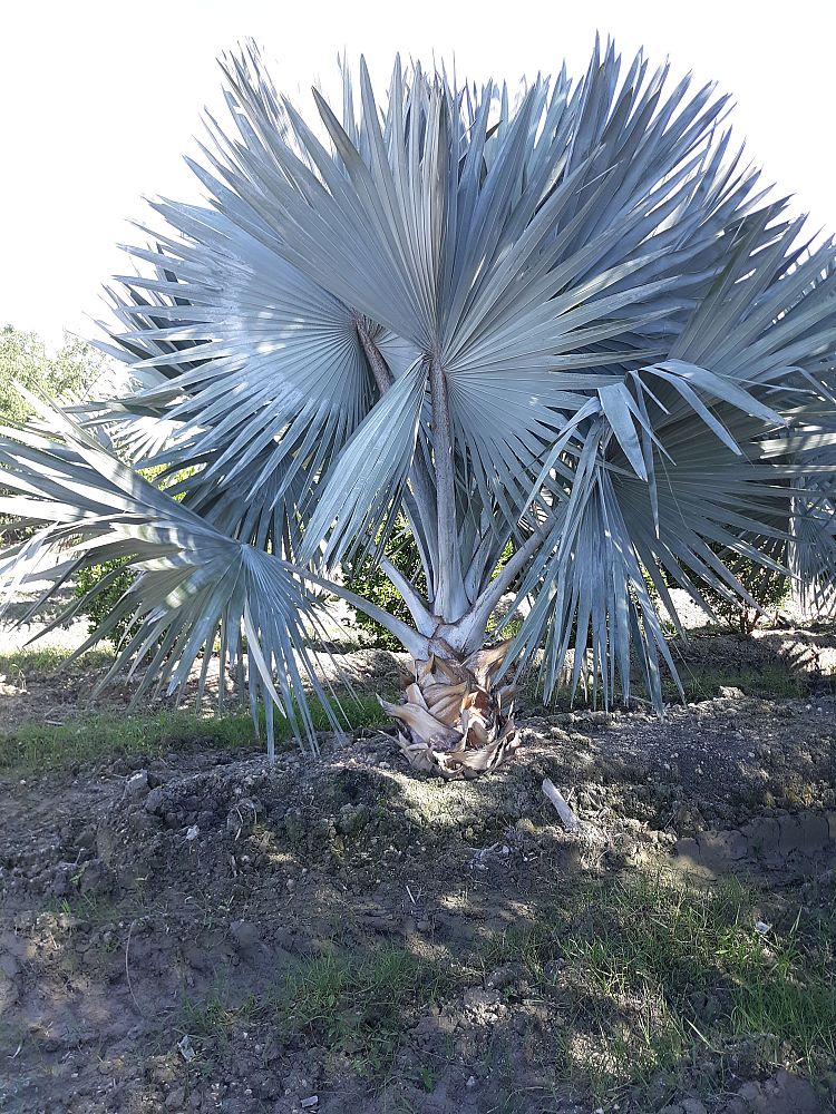 bismarckia-nobilis-silver-bismarck-palm