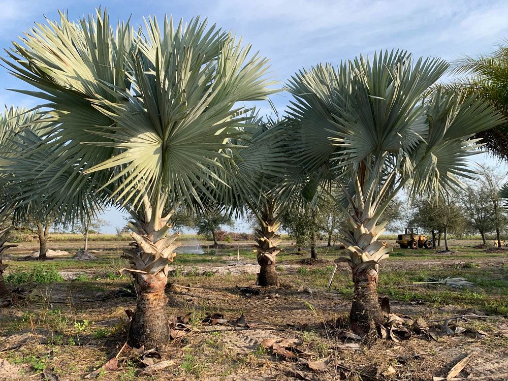bismarckia-nobilis-silver-bismarck-palm