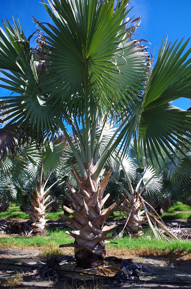 bismarckia-nobilis-silver-bismarck-palm