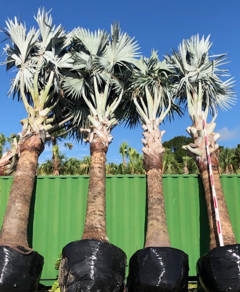 bismarckia-nobilis-silver-bismarck-palm