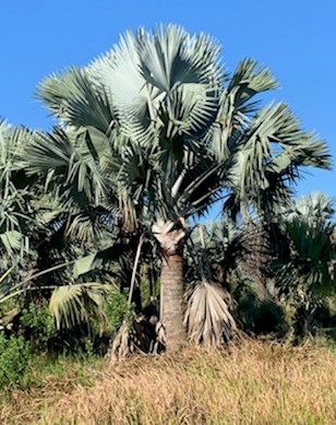 bismarckia-nobilis-silver-bismarck-palm