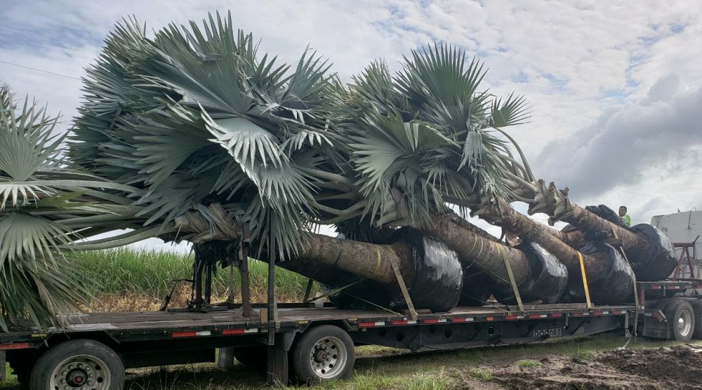 bismarckia-nobilis-silver-bismarck-palm