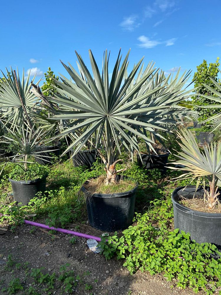 bismarckia-nobilis-silver-bismarck-palm