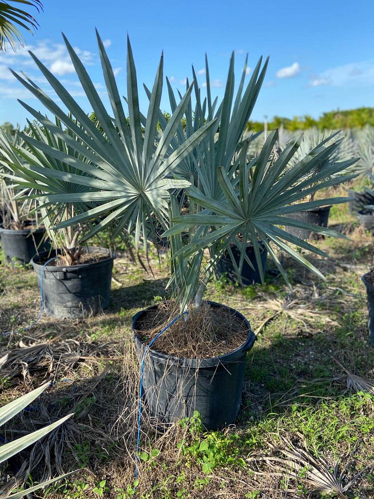 bismarckia-nobilis-silver-bismarck-palm