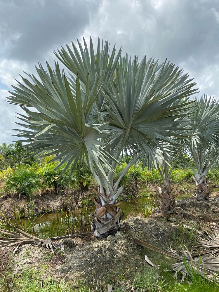 bismarckia-nobilis-silver-bismarck-palm