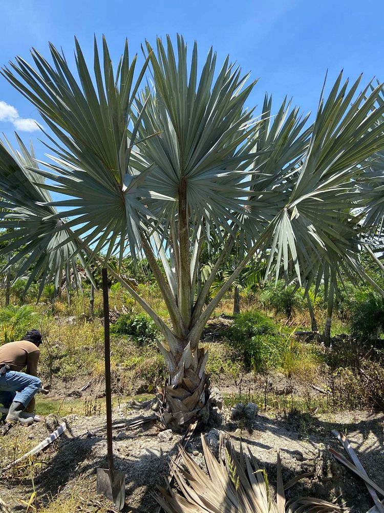 bismarckia-nobilis-silver-bismarck-palm