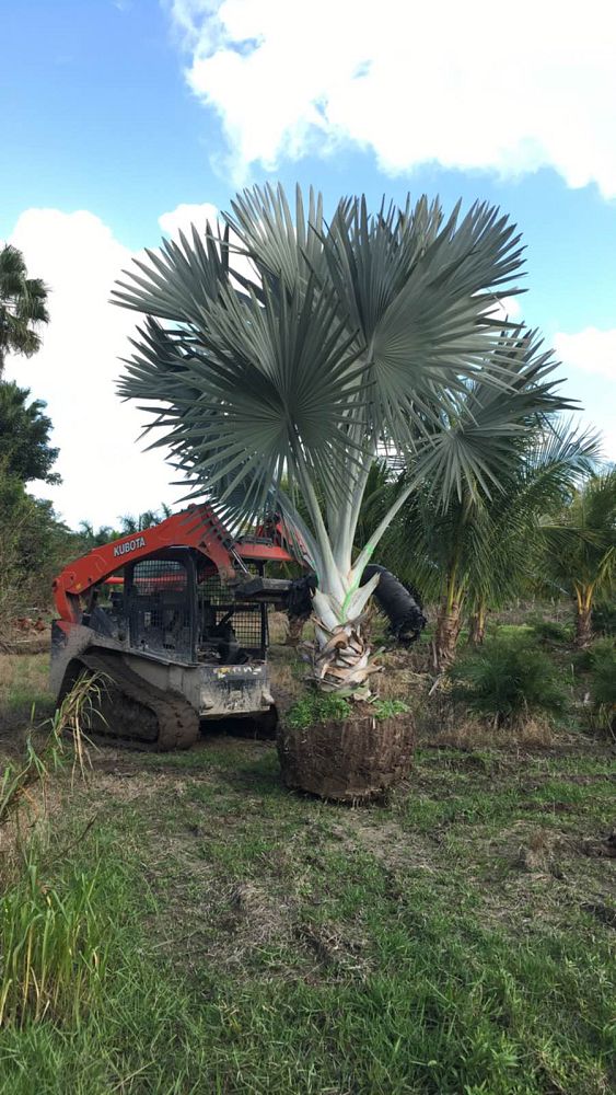 bismarckia-nobilis-silver-bismarck-palm