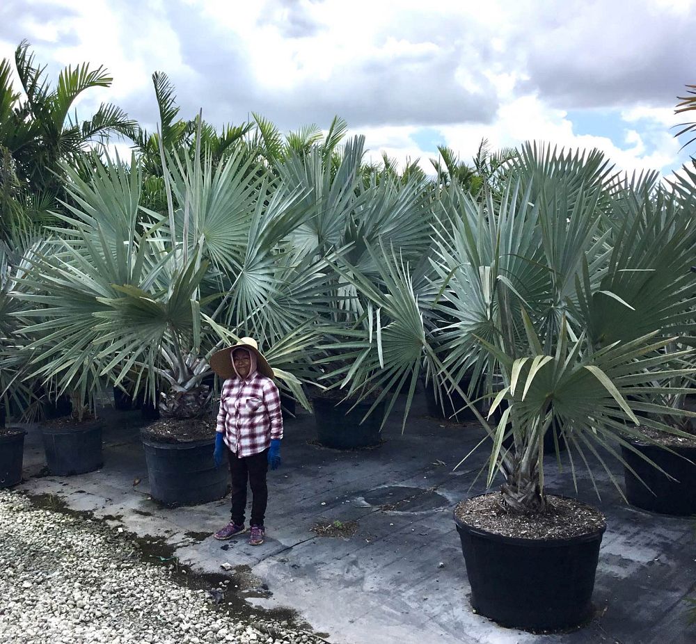 bismarckia-nobilis-silver-bismarck-palm