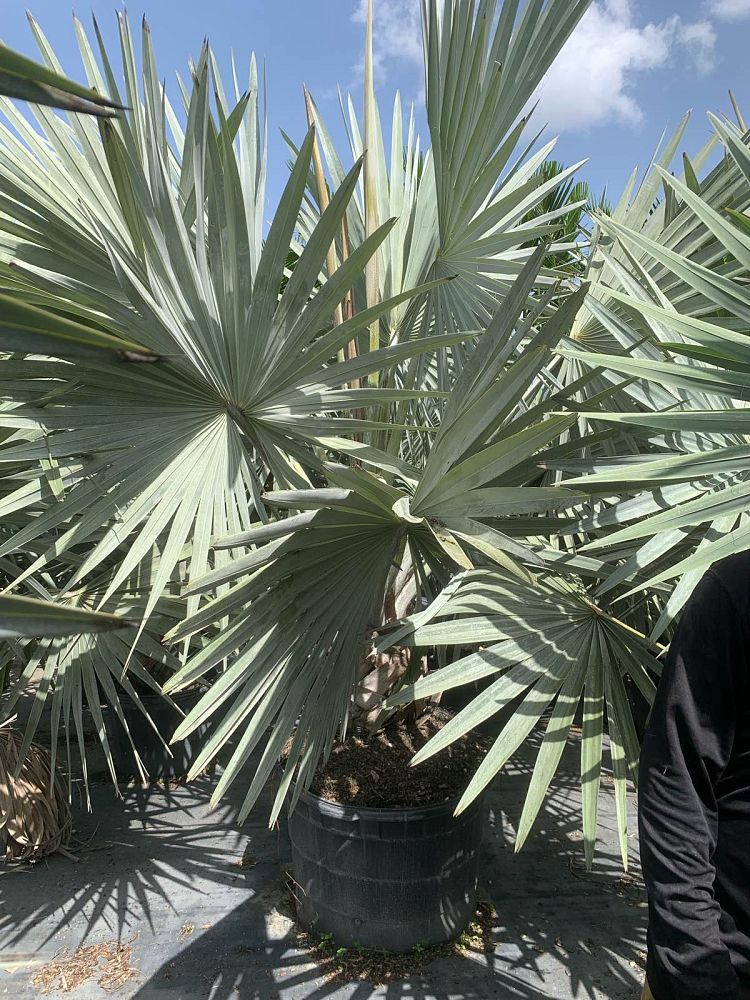 bismarckia-nobilis-silver-bismarck-palm