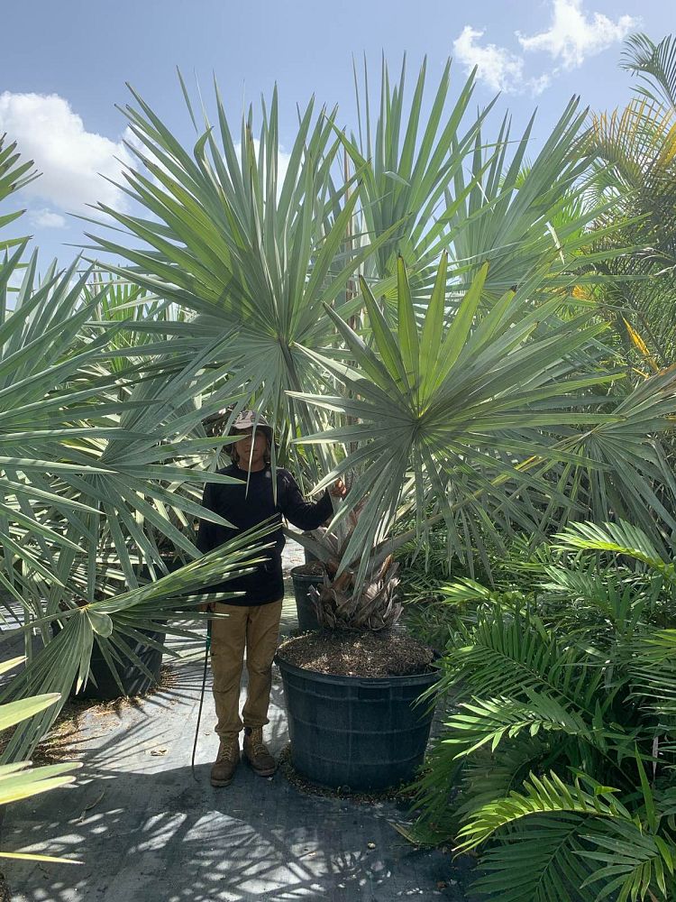 bismarckia-nobilis-silver-bismarck-palm