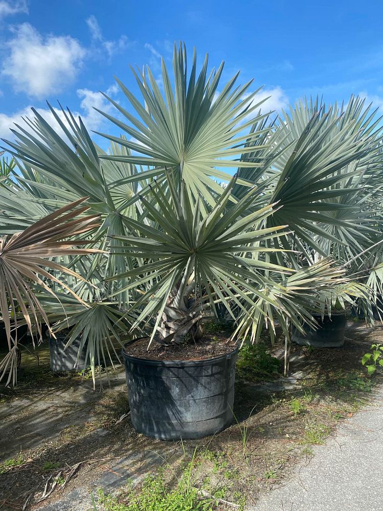 bismarckia-nobilis-silver-bismarck-palm