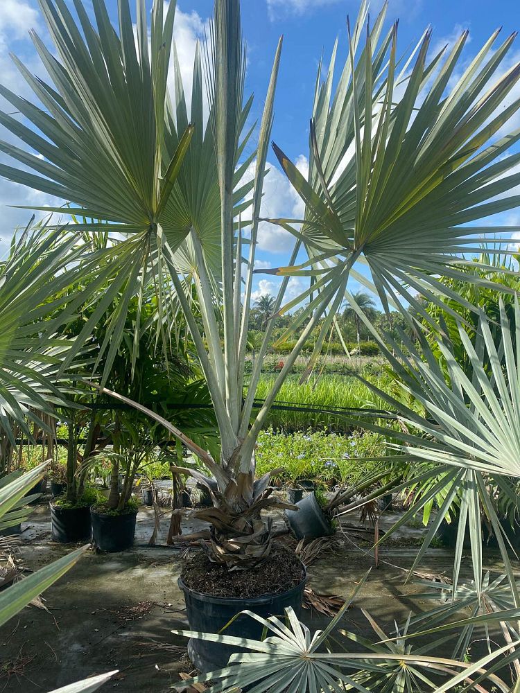 bismarckia-nobilis-silver-bismarck-palm