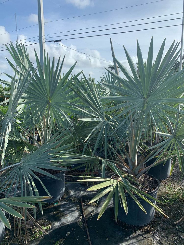 bismarckia-nobilis-silver-bismarck-palm