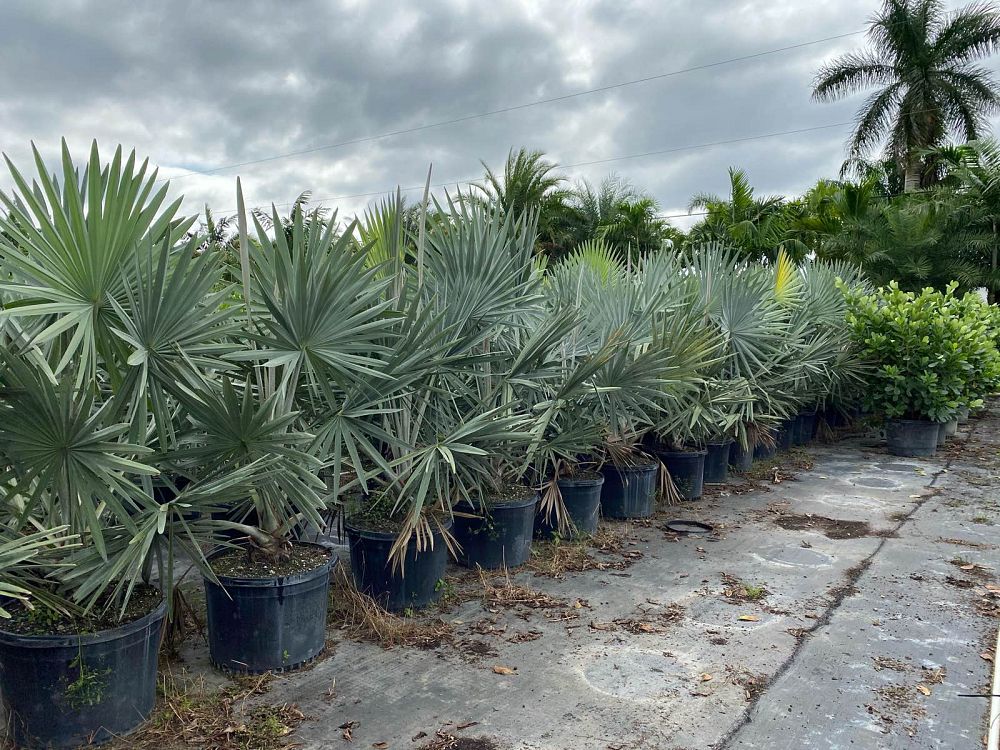 bismarckia-nobilis-silver-bismarck-palm