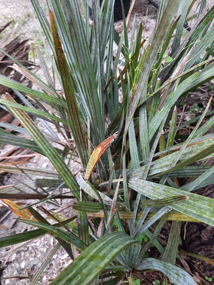 bismarckia-nobilis-silver-bismarck-palm