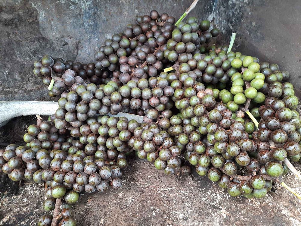 bismarckia-nobilis-silver-bismarck-palm